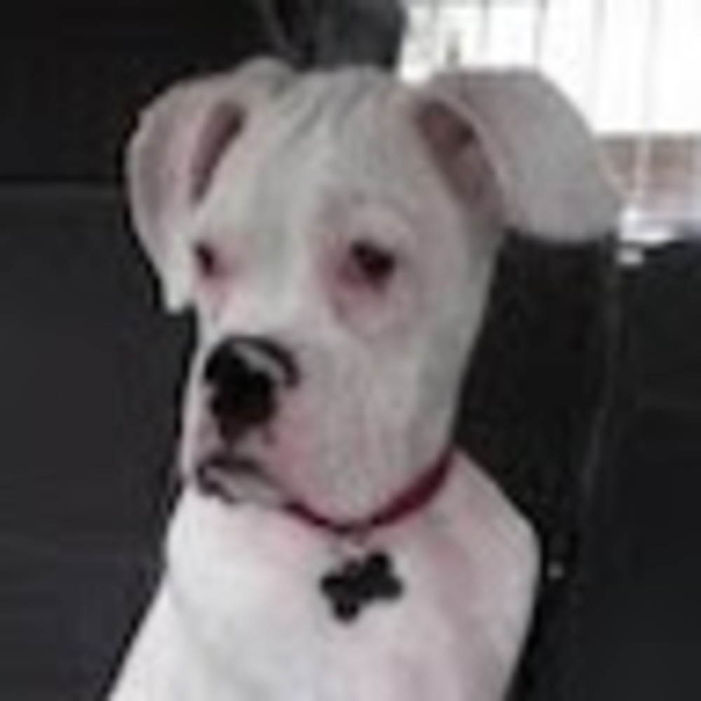 Meet your Posher, Annette